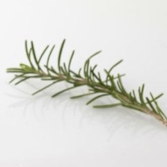 Focus Aromaterapi Roll On 10ml